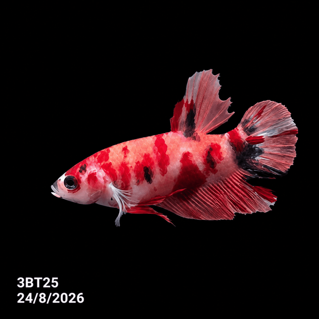 3BT25 - Crimson Red White Galaxy Koi Plakat Betta - Nano Tanks Australia