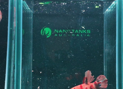 3BT25 - Crimson Red White Galaxy Koi Plakat Betta - Nano Tanks Australia