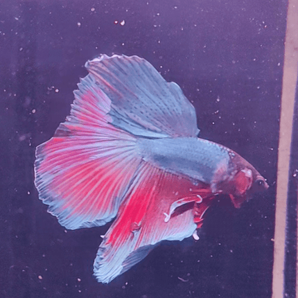 3BT25 - Red Base Halfmoon Male Betta - Nano Tanks Australia Aquarium Shop