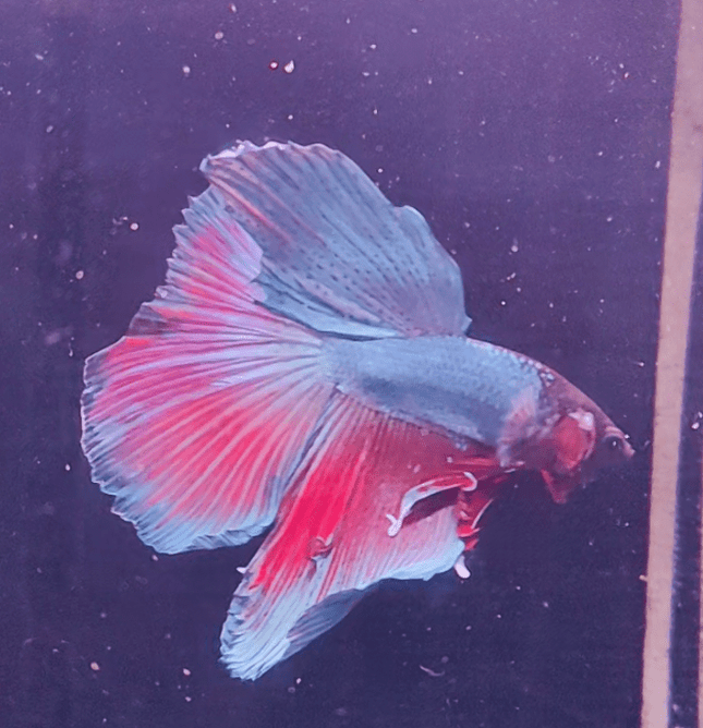 3BT25 - Red Base Halfmoon Male Betta - Nano Tanks Australia Aquarium Shop