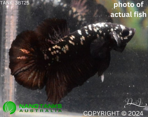 3BT25 - Vampire Avatar Halfmoon Plakat Male Betta - Nano Tanks Australia Aquarium Shop