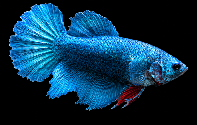 3BT25 - [ARRIVED 19-MAR-2026] Blue Halfmoon Female Betta