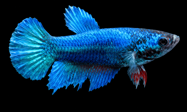 3BT26 - [ARRIVED 19-MAR-2026] Blue Halfmoon Female Betta - Nano Tanks Australia