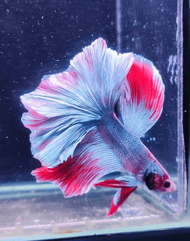 3BT26 - Red Base Halfmoon Male Betta - Nano Tanks Australia Aquarium Shop