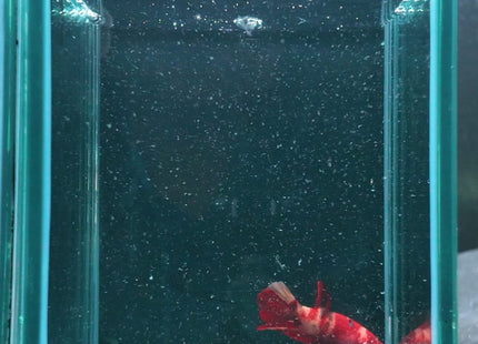 3BT26 - Red White Black Marble Plakat Betta - Nano Tanks Australia