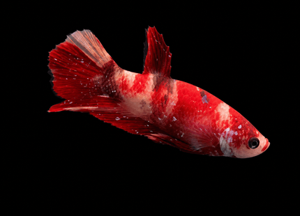 3BT26 - Red White Black Marble Plakat Betta - Nano Tanks Australia