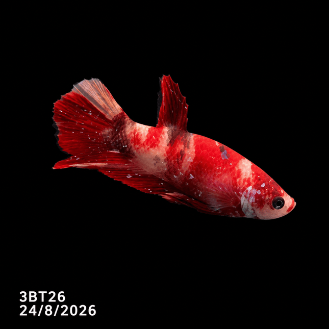 3BT26 - Red White Black Marble Plakat Betta - Nano Tanks Australia