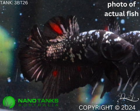 3BT26 - Vampire Avatar Halfmoon Plakat Male Betta - Nano Tanks Australia Aquarium Shop