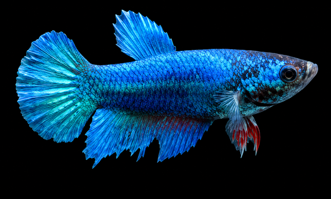 3BT26 - [ARRIVED 19-MAR-2026] Blue Halfmoon Female Betta