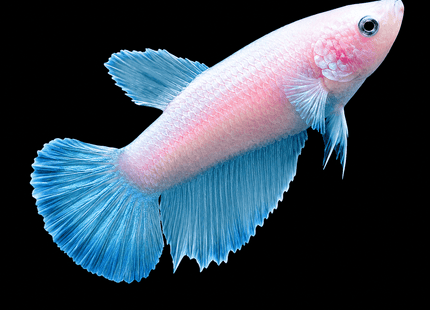 3BT31 - [ARRIVED 19-MAR-2026] Yellow base Halfmoon Female Betta - Nano Tanks Australia