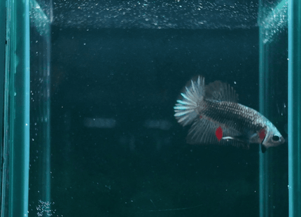 3BT31 - Metallic Blue Silver with Red Accents Halfmoon Plakat Male - Nano Tanks Australia