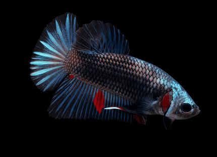 3BT31 - Metallic Blue Silver with Red Accents Halfmoon Plakat Male - Nano Tanks Australia