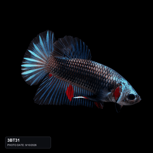 3BT31 - Metallic Blue Silver with Red Accents Halfmoon Plakat Male - Nano Tanks Australia
