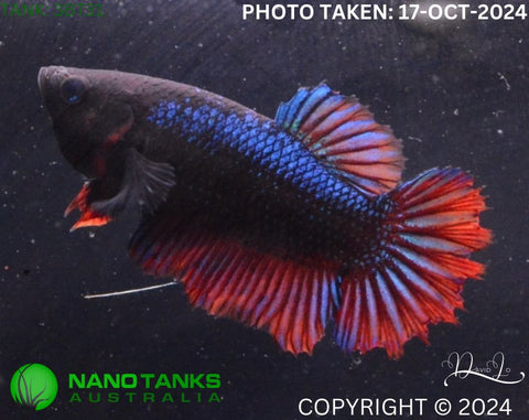 3BT31 - Red Base Halfmoon Female Betta - Nano Tanks Australia Aquarium Shop