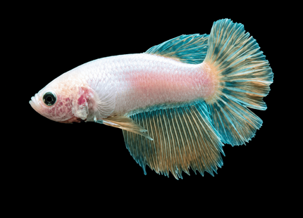 3BT32 - [ARRIVED 19-MAR-2026] Yellow base Halfmoon Female Betta - Nano Tanks Australia