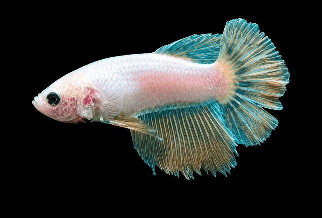 3BT32 - [ARRIVED 19-MAR-2026] Yellow base Halfmoon Female Betta - Nano Tanks Australia
