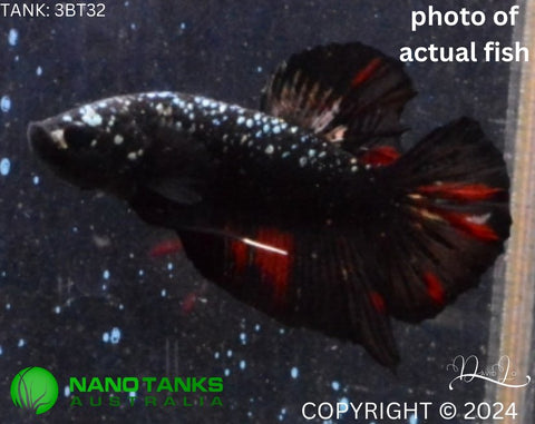 3BT32 - Vampire Avatar Halfmoon Plakat Male Betta - Nano Tanks Australia Aquarium Shop