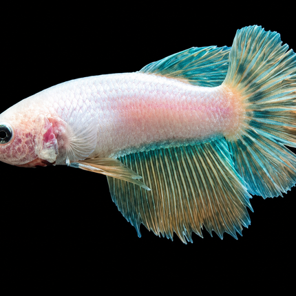 3BT32 - [ARRIVED 19-MAR-2026] Yellow base Halfmoon Female Betta