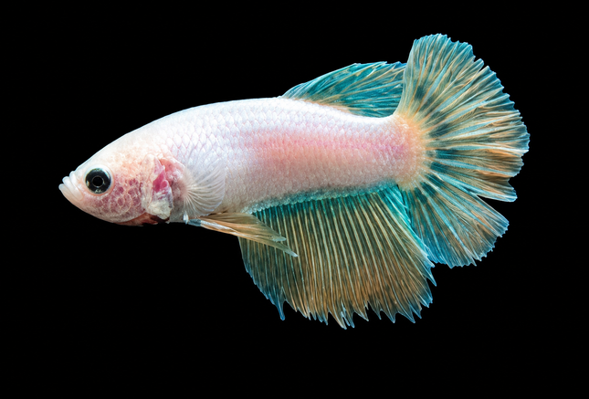 3BT32 - [ARRIVED 19-MAR-2026] Yellow base Halfmoon Female Betta