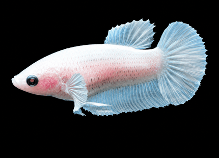 3BT33 - [ARRIVED 29-JUN-2026] Cellophane Halfmoon Elephant Ear Female Betta - Nano Tanks Australia