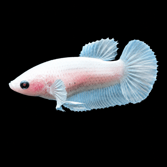 3BT33 - [ARRIVED 29-JUN-2026] Cellophane Halfmoon Elephant Ear Female Betta - Nano Tanks Australia