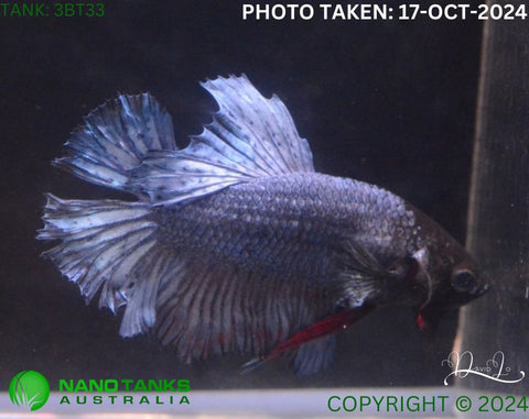 3BT33 - Blue Base Halfmoon Male Betta - Nano Tanks Australia Aquarium Shop