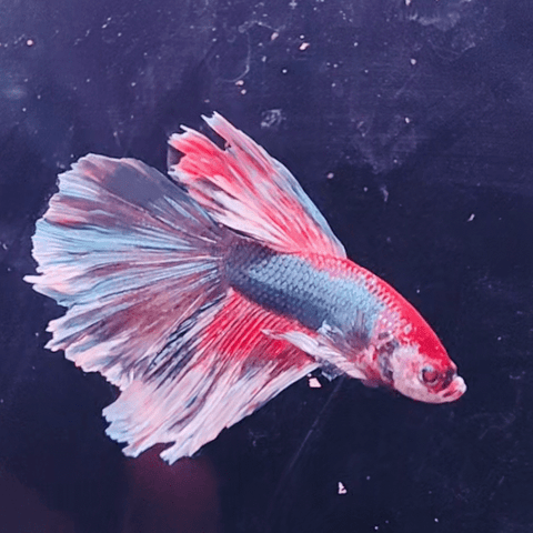 3BT33 - Red Base Halfmoon Male Betta - Nano Tanks Australia Aquarium Shop