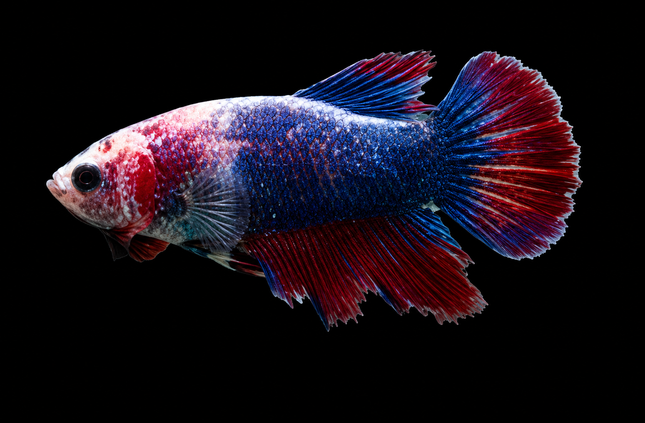 3BT33 - [ARRIVED 19-MAR-2026] Red Marble Halfmoon Female Betta