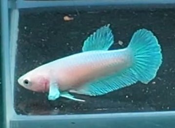 3BT34 - [ARRIVED 29 - MAY - 2026] Halfmoon Elephant Ear Plakat Female Betta - Nano Tanks Australia