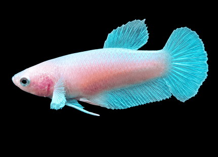 3BT34 - Halfmoon Elephant Ear Plakat Female Betta - Nano Tanks Australia