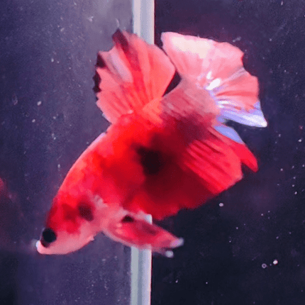 3BT34 - Koi Nemo Halfmoon Plakat Male Betta - Nano Tanks Australia Aquarium Shop