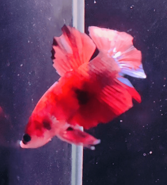 3BT34 - Koi Nemo Halfmoon Plakat Male Betta - Nano Tanks Australia Aquarium Shop