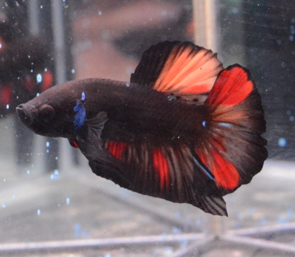 3BT34 - Vampire Avatar Halfmoon Plakat Male Betta - Nano Tanks Australia Aquarium Shop