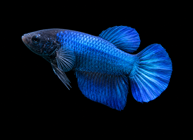 3BT35 - [ARRIVED 19-MAR-2026] Blue Halfmoon Female Betta