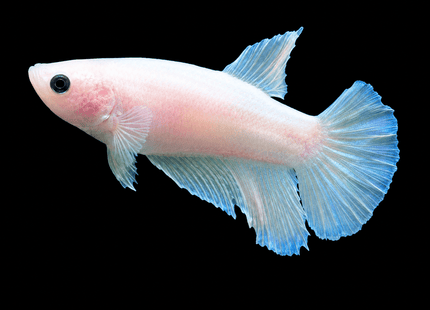 3BT36 - [ARRIVED 19-MAR-2026] Cellophane Halfmoon Female Betta - Nano Tanks Australia