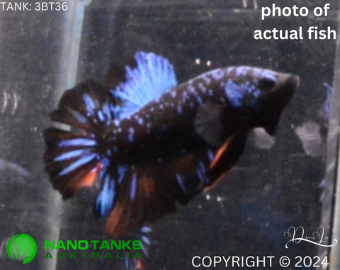 3BT36 - Blue Avatar Halfmoon Plakat Male Betta - Nano Tanks Australia Aquarium Shop