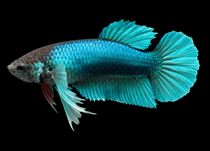 3BT36 - Halfmoon Elephant Ear Female Betta - Nano Tanks Australia