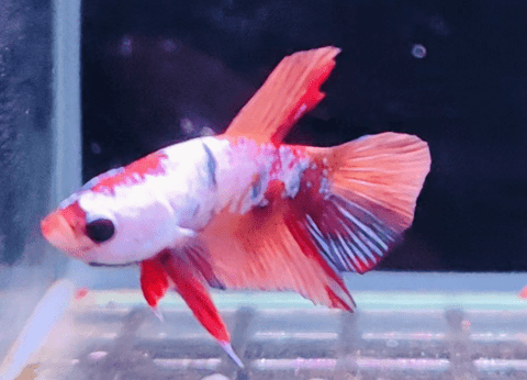 3BT36 - Koi Nemo Halfmoon Plakat Male Betta - Nano Tanks Australia Aquarium Shop