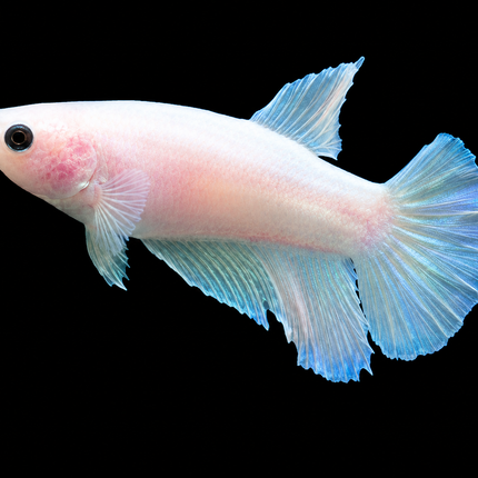 3BT36 - [ARRIVED 19-MAR-2026] Cellophane Halfmoon Female Betta