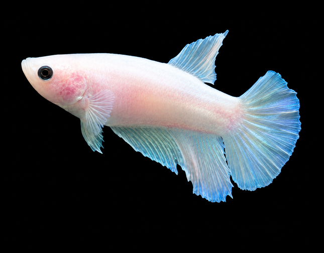 3BT36 - [ARRIVED 19-MAR-2026] Cellophane Halfmoon Female Betta