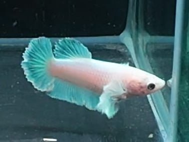 3BT41 - [ARRIVED 29 - MAY - 2026] Halfmoon Elephant Ear Plakat Female Betta - Nano Tanks Australia