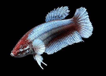 3BT41 - [ARRIVED 29-MAY-2026] Halfmoon Elephant Ear Plakat Female Betta - Nano Tanks Australia