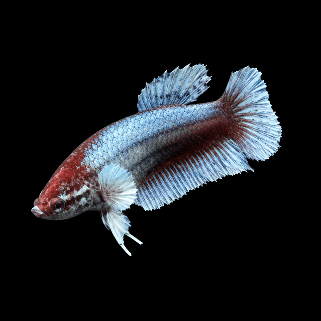 3BT41 - [ARRIVED 29-MAY-2026] Halfmoon Elephant Ear Plakat Female Betta - Nano Tanks Australia
