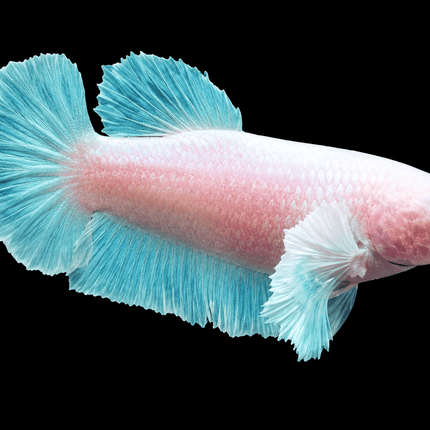 3BT41 - [ARRIVED 29-MAY-2026] Halfmoon Elephant Ear Plakat Female Betta - Nano Tanks Australia