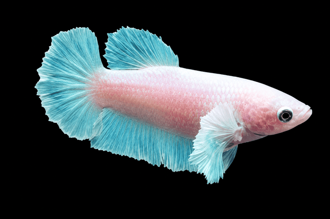 3BT41 - [ARRIVED 29-MAY-2026] Halfmoon Elephant Ear Plakat Female Betta - Nano Tanks Australia