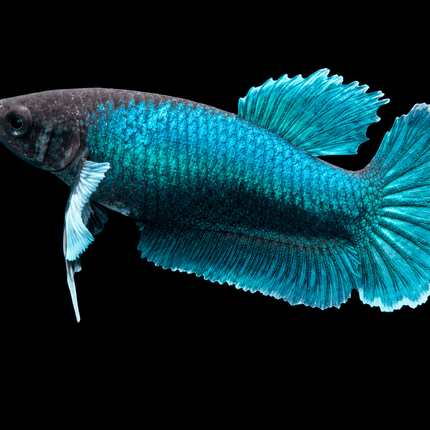3BT42 - [ARRIVED 29-MAY-2026] Halfmoon Elephant Ear Plakat Female Betta - Nano Tanks Australia