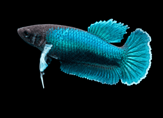 3BT42 - [ARRIVED 29-MAY-2026] Halfmoon Elephant Ear Plakat Female Betta - Nano Tanks Australia