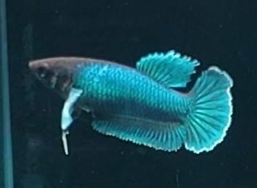 3BT42 - [ARRIVED 29 - MAY - 2026] Halfmoon Elephant Ear Plakat Female Betta - Nano Tanks Australia