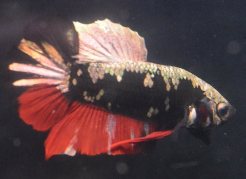 3BT42 - Red Avatar Halfmoon Plakat Male Betta - Nano Tanks Australia Aquarium Shop