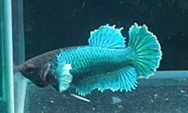 3BT43 - [ARRIVED 29 - MAY - 2026] Halfmoon Elephant Ear Plakat Female Betta - Nano Tanks Australia
